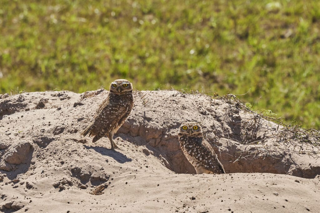 burrowing owl