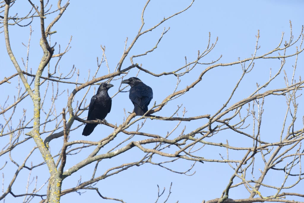 two crows in a tree