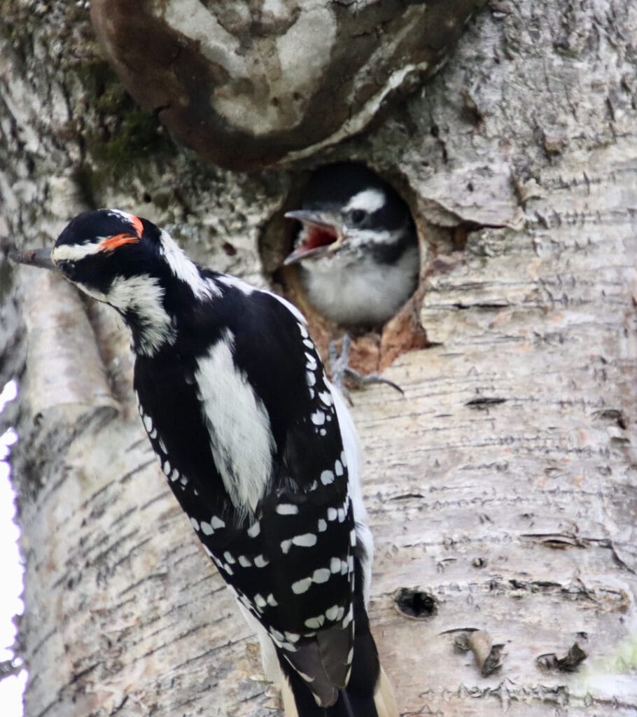 two downy woodpeckers