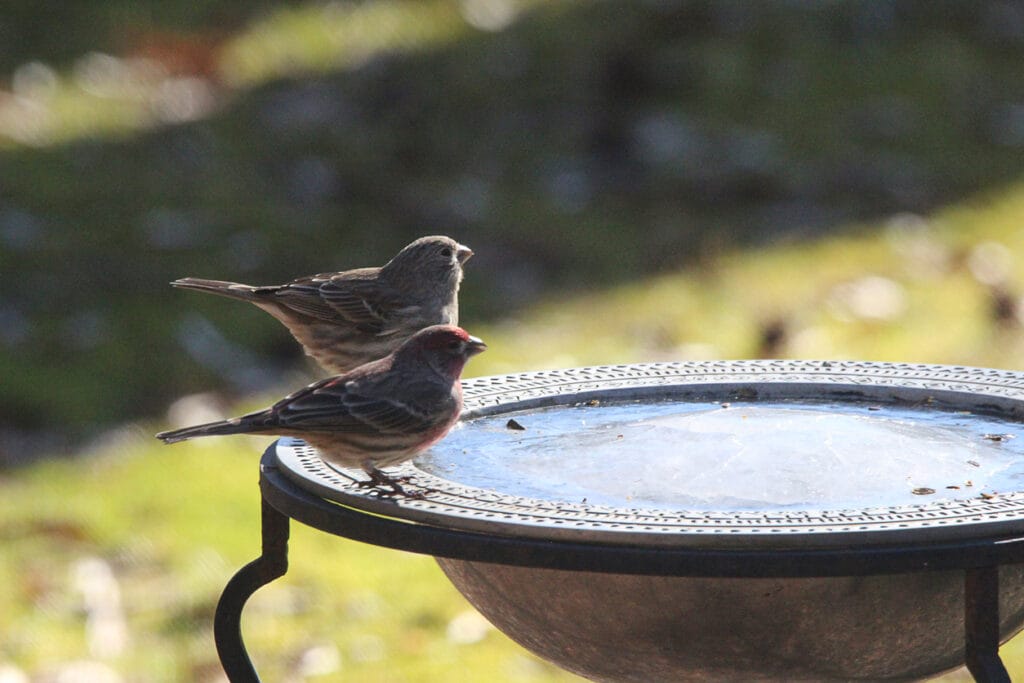 two house finches on bird bath