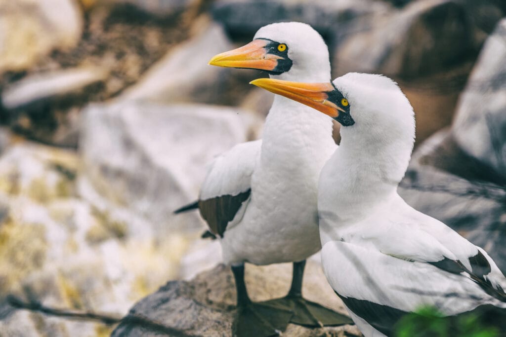 masked booby