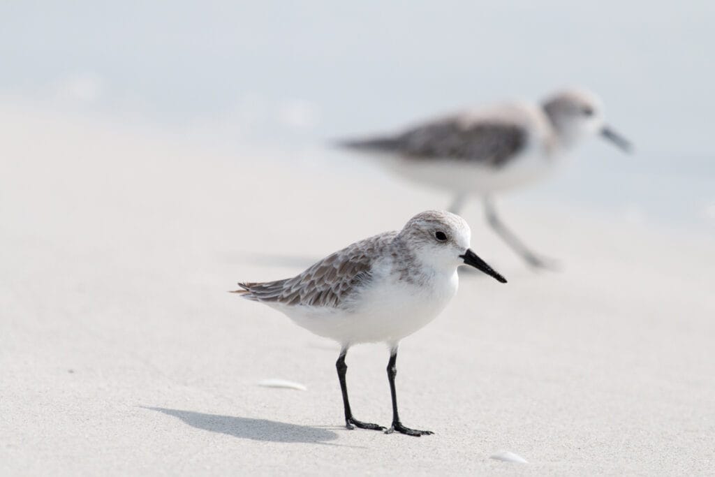 two sanderlings resting