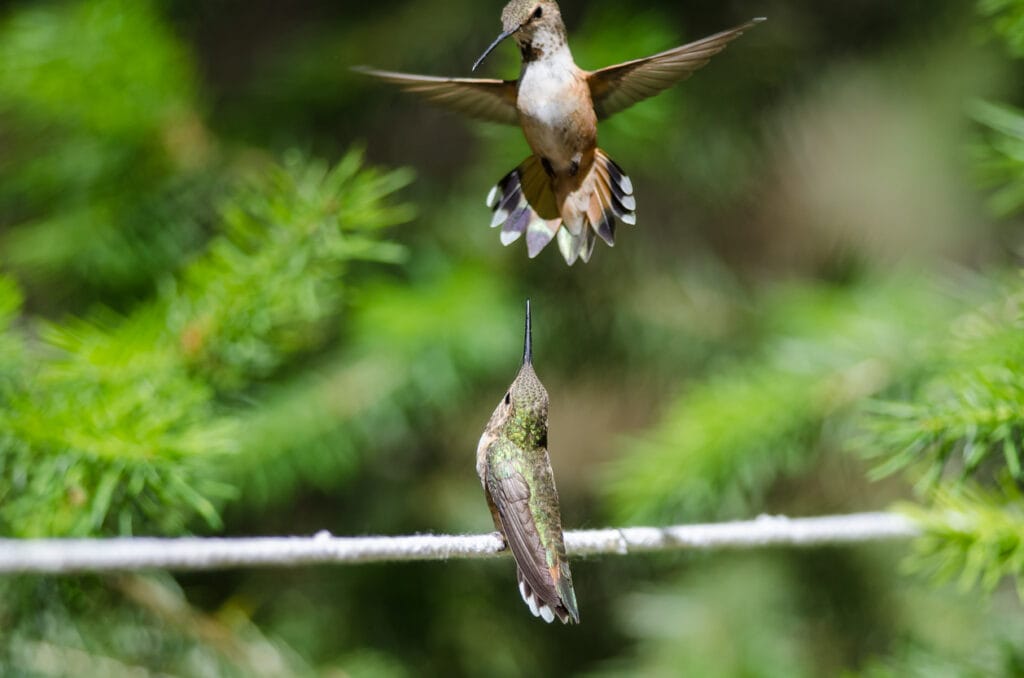 two well rested hummingbirds