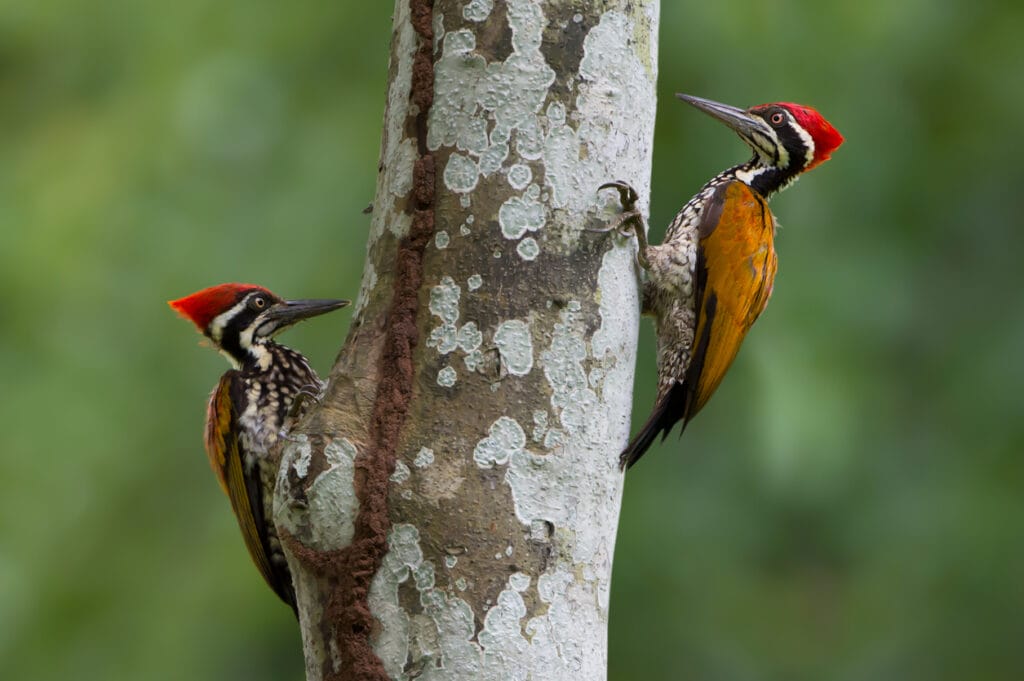 two woodpeckers pecking