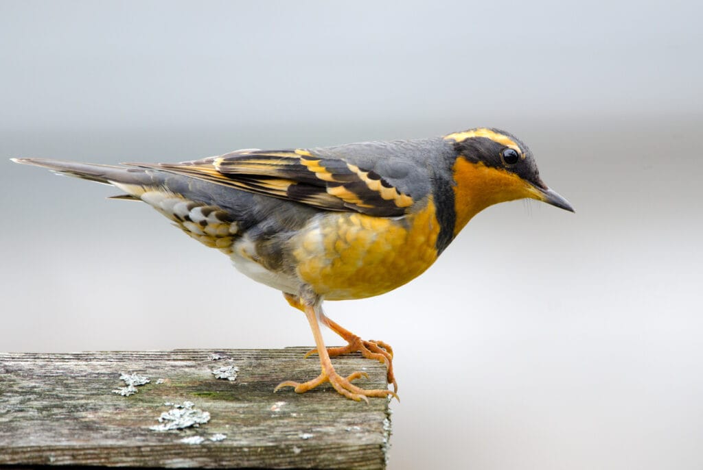 varied thrush on deck