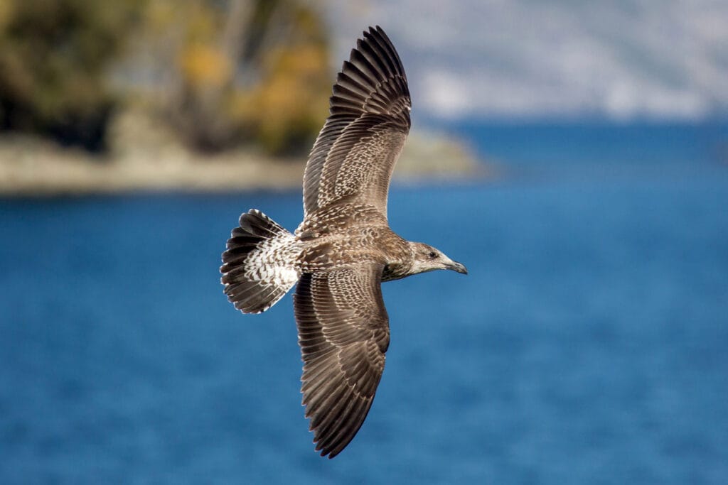 wedge tailed shearwater