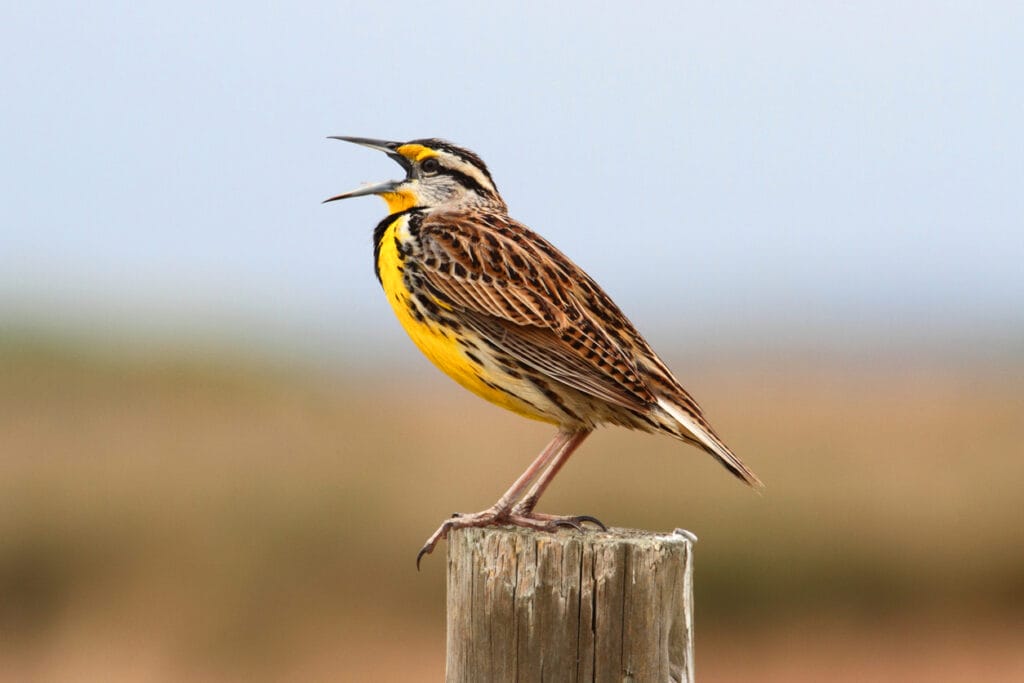 western meadowlark singing