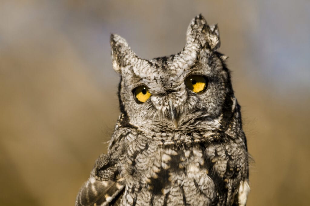 western screech owl close up