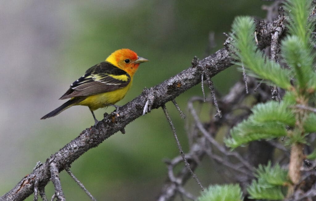 western tanager on a pine tree