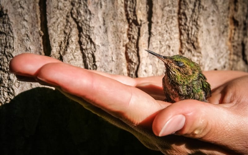 what does a baby hummingbird look like