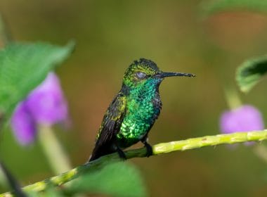 where do hummingbirds sleep