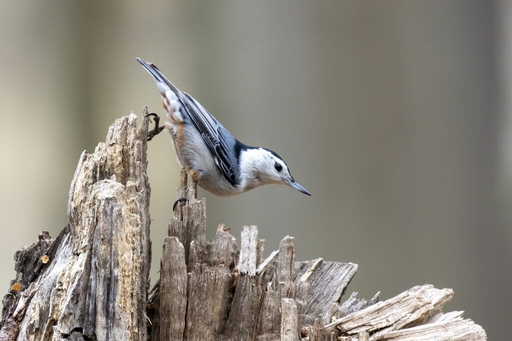 white breasted nuthatch on a log