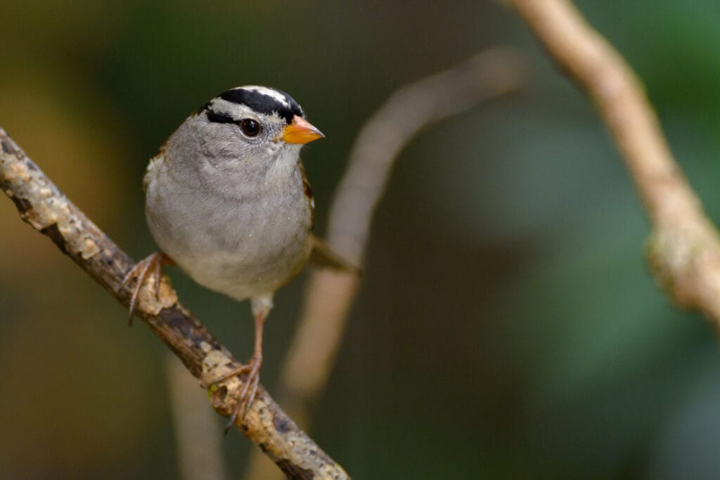 white crowned sparrow on tree