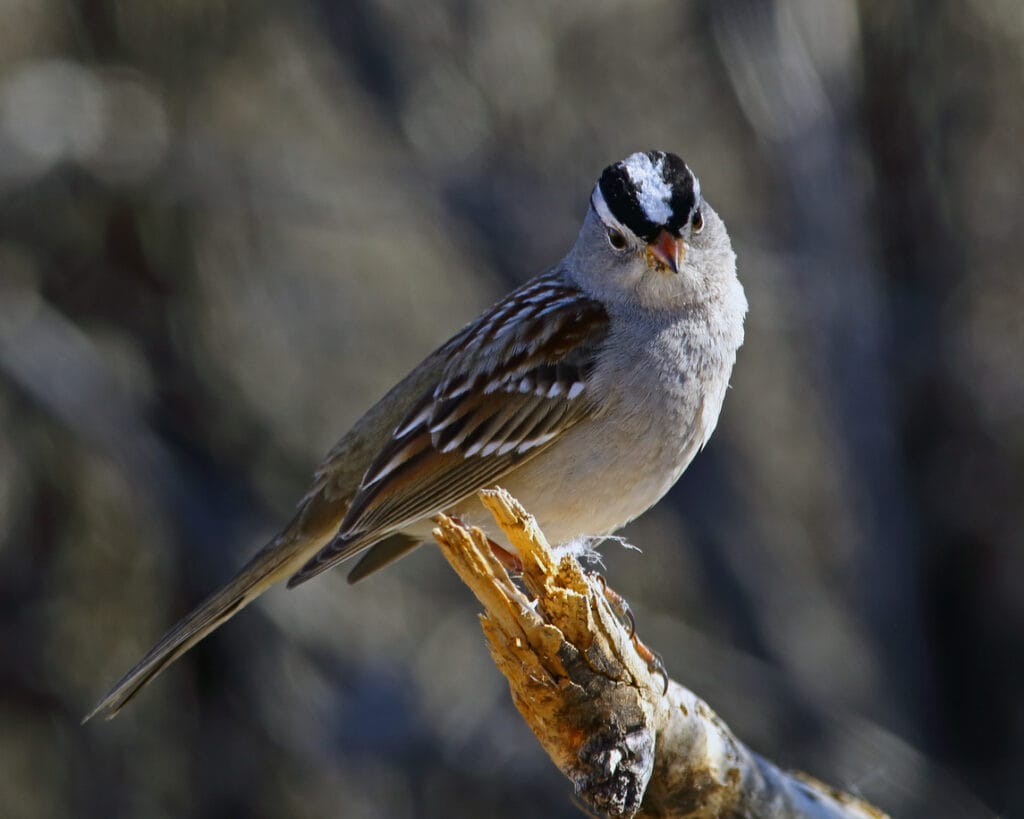 white crowned sparrow perched