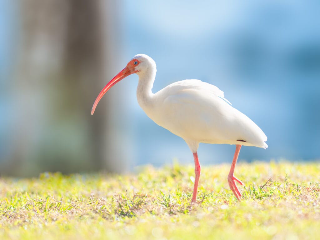 white ibis walking