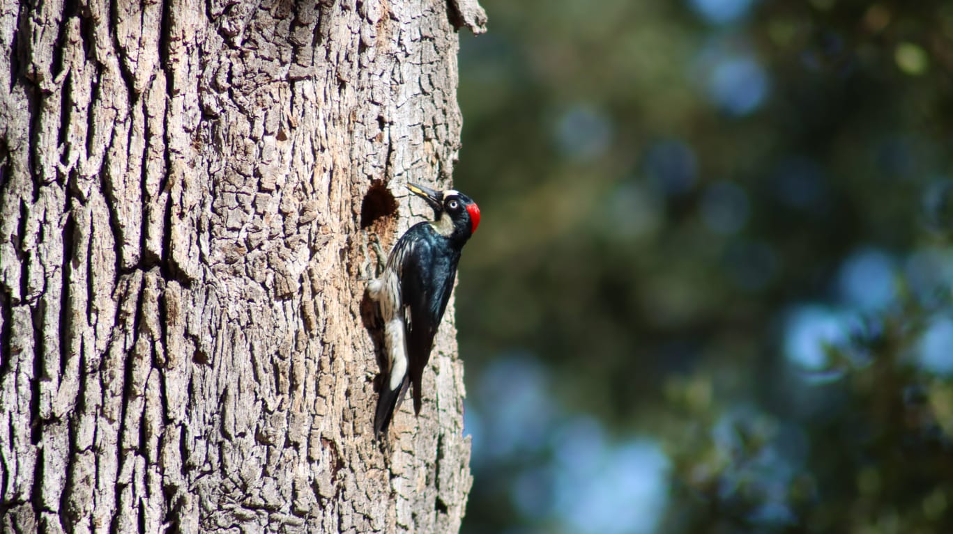 Why Do Woodpeckers Peck Wood Read This First Bird Watching Pro