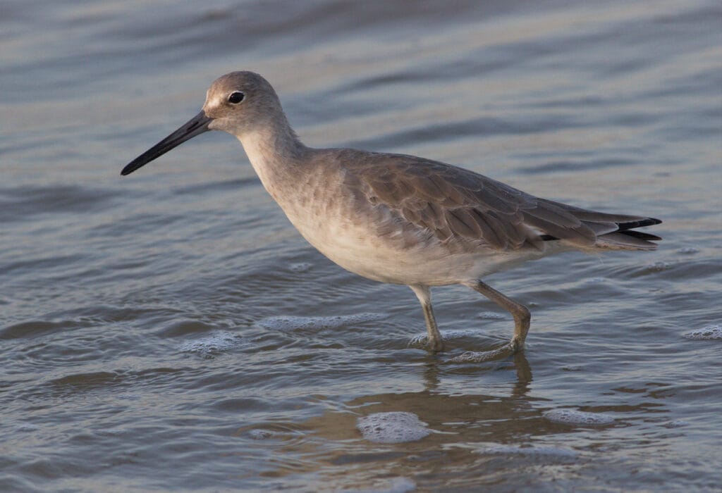 willet close up