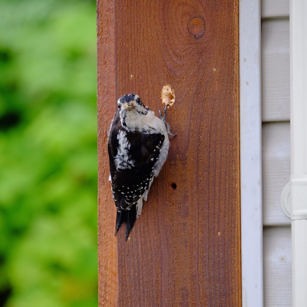 woodpecker pecking house