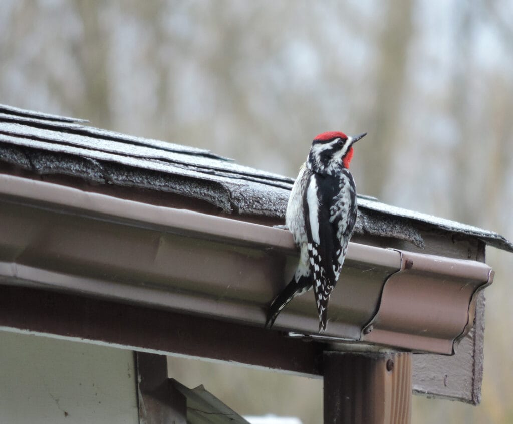 woodpecker perched on house