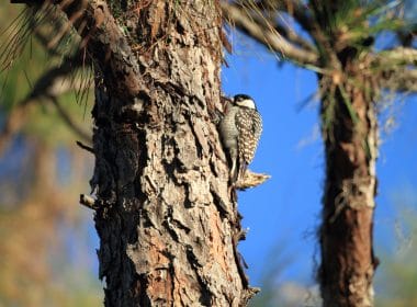 woodpeckers in Virginia