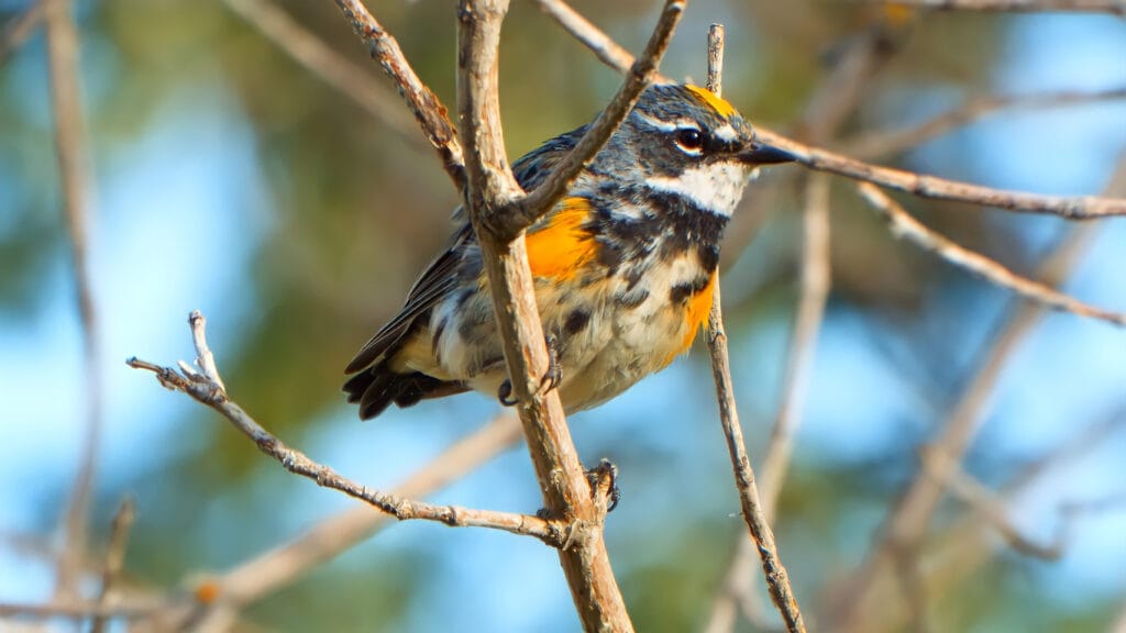 yellow rumped warbler perched in a tree