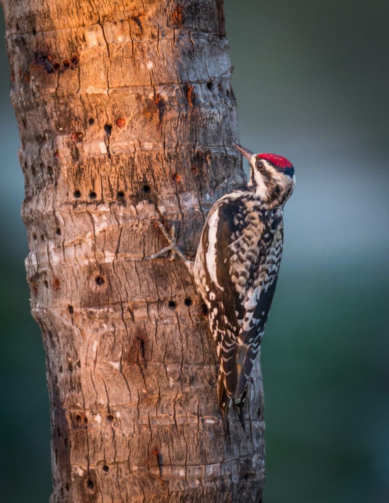 yellow bellied sapsucker