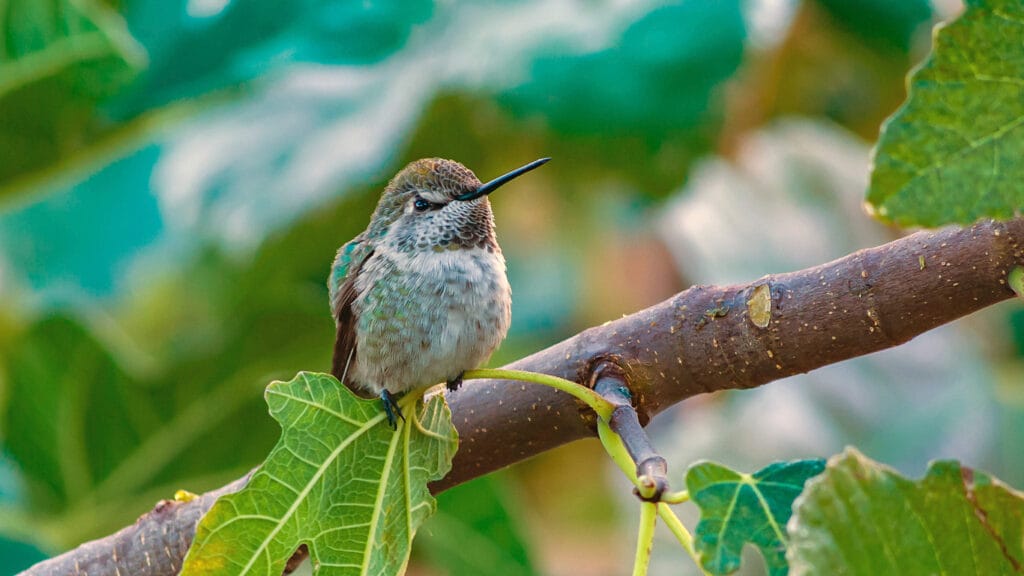 Calliope Hummingbird