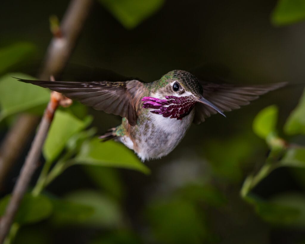 A calliope hummingbird hovers in mid air