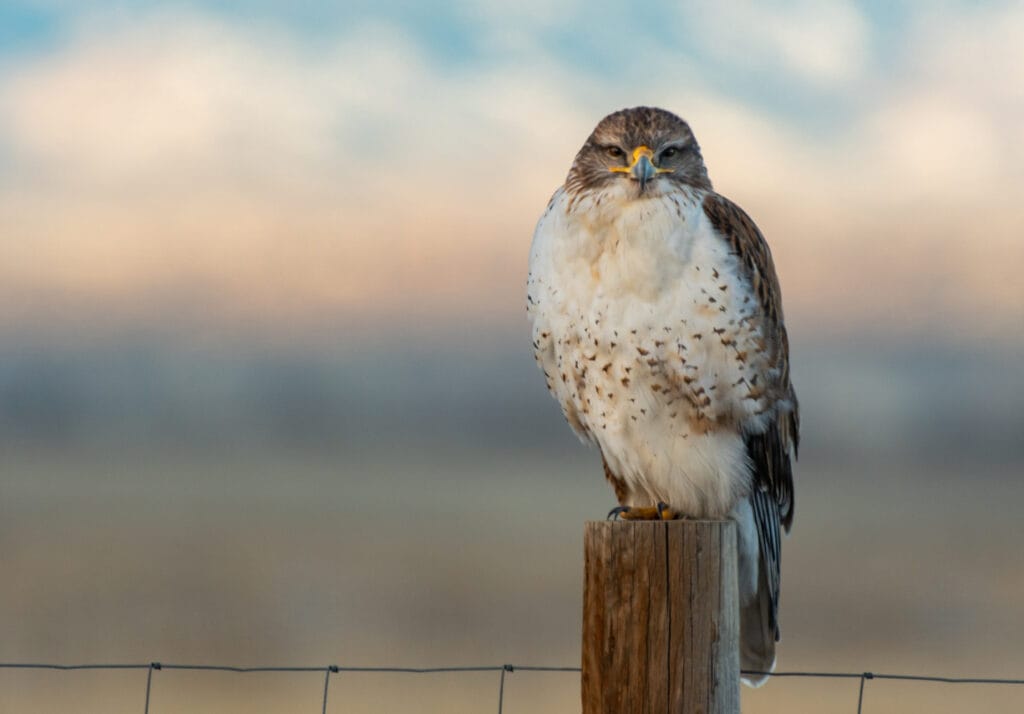 Ferruginous Hawk