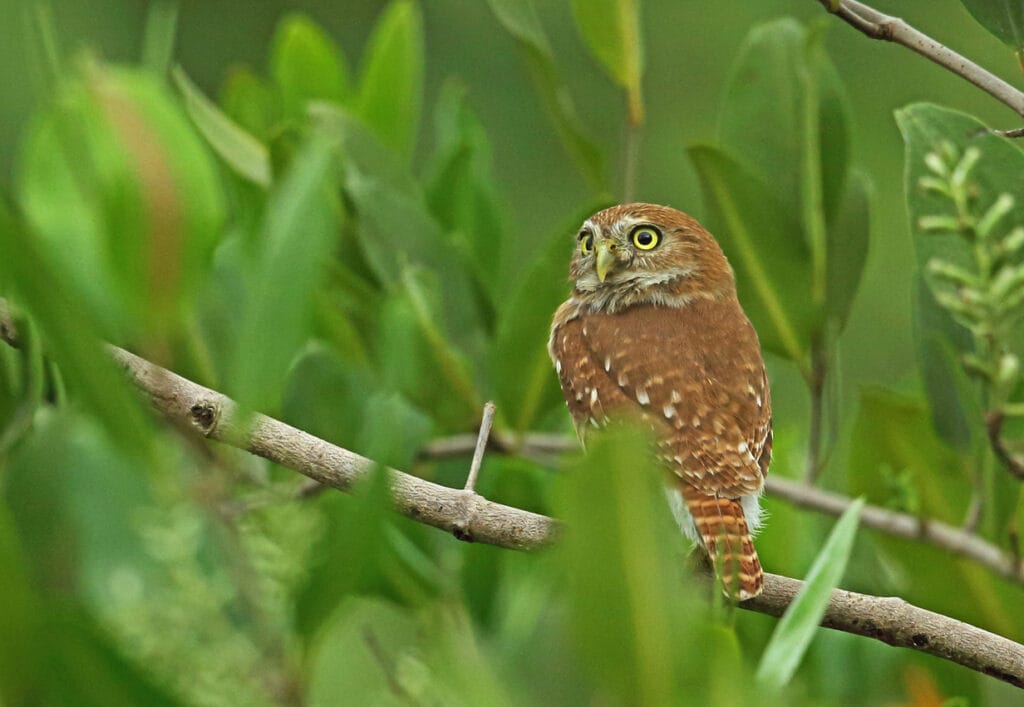 Ferruginous Pygmy Owl