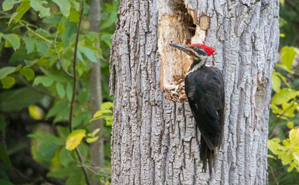male pileated woodpecker on tree