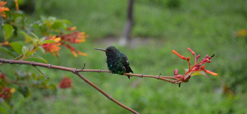 Mexican Violetear on a branch