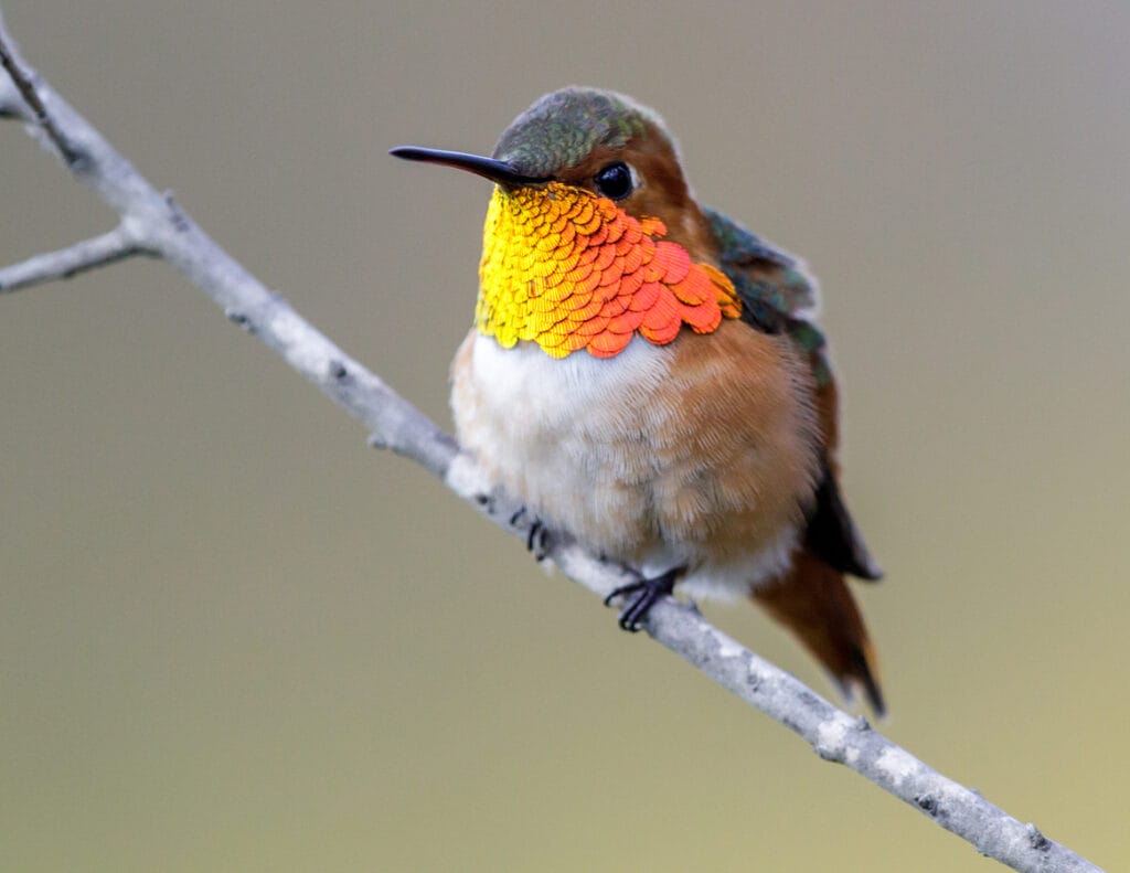 Rufous Hummingbird Adult Male