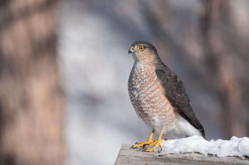 Sharp-shinned Hawk