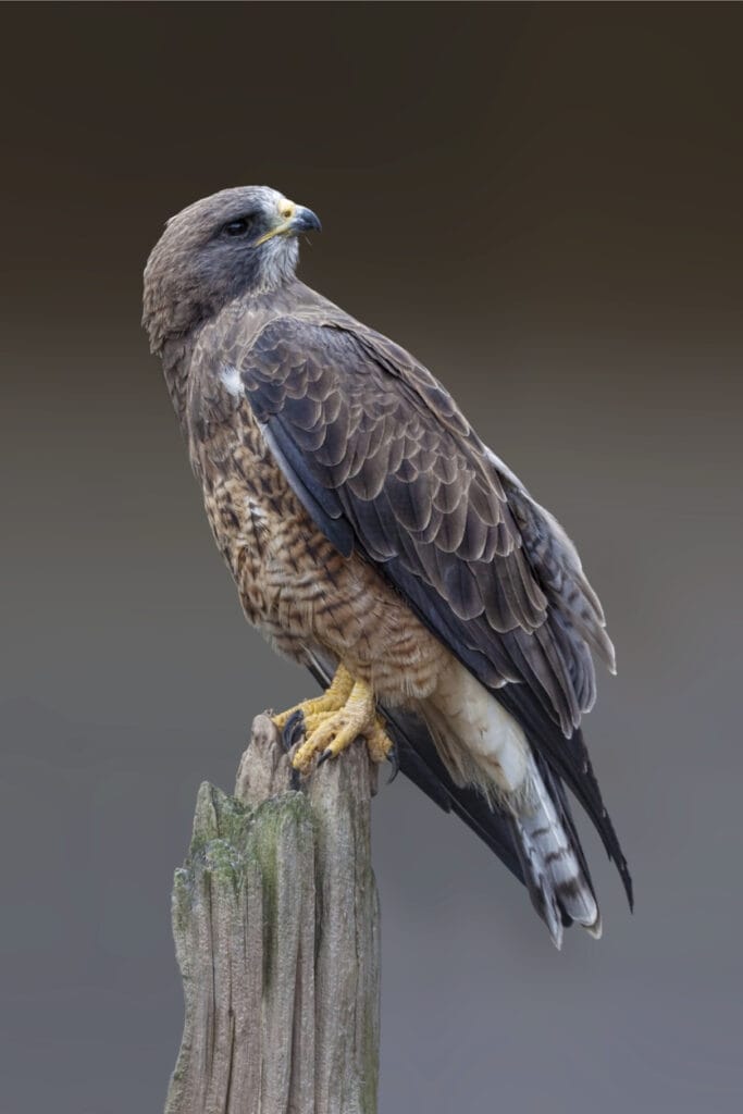 Swainson’s Hawk