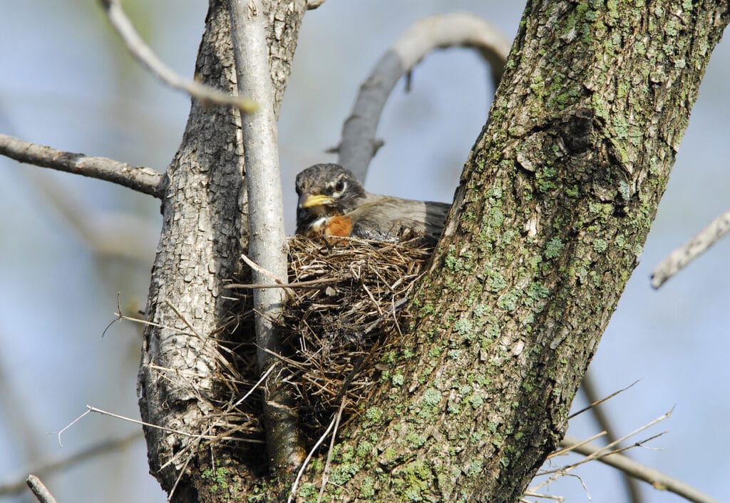 adult robin sitting in a nest