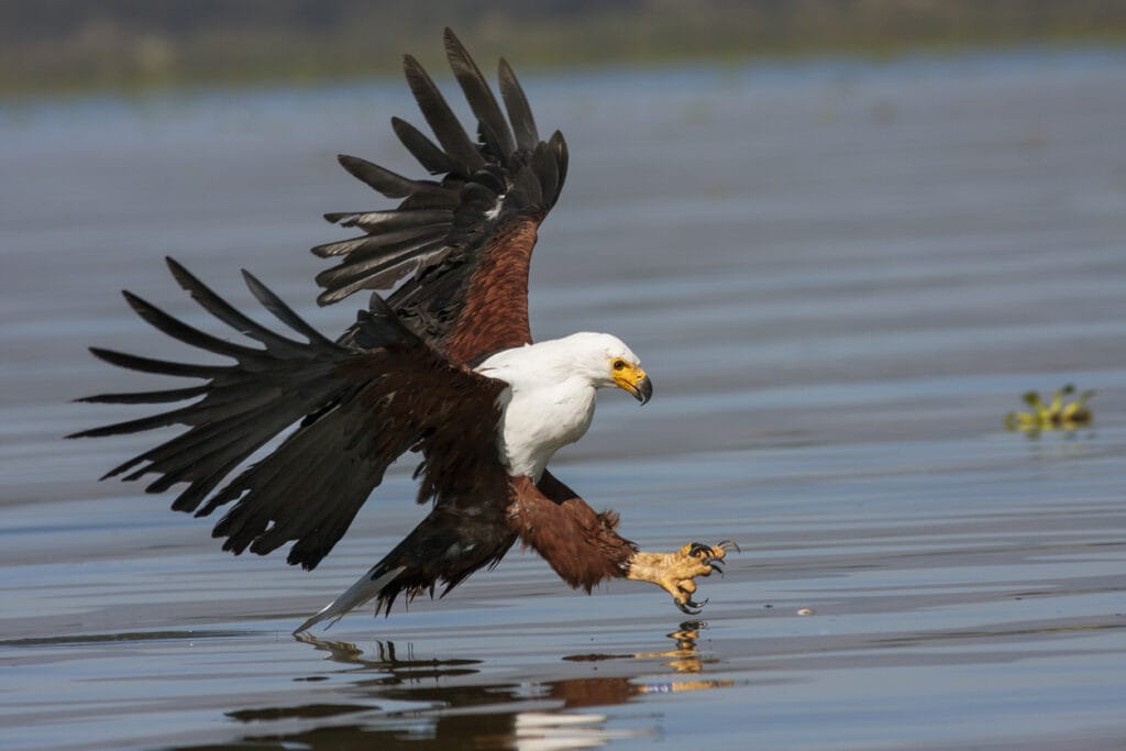 african fish eagle hunting