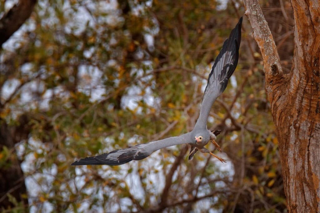 african harrier hawk