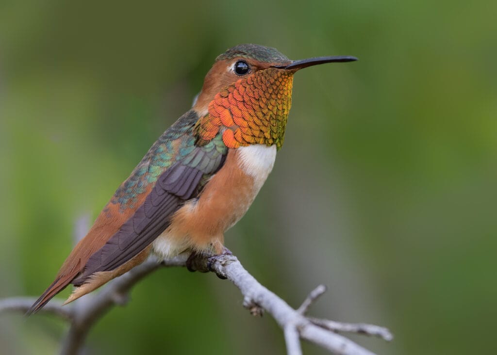 allen's hummingbird