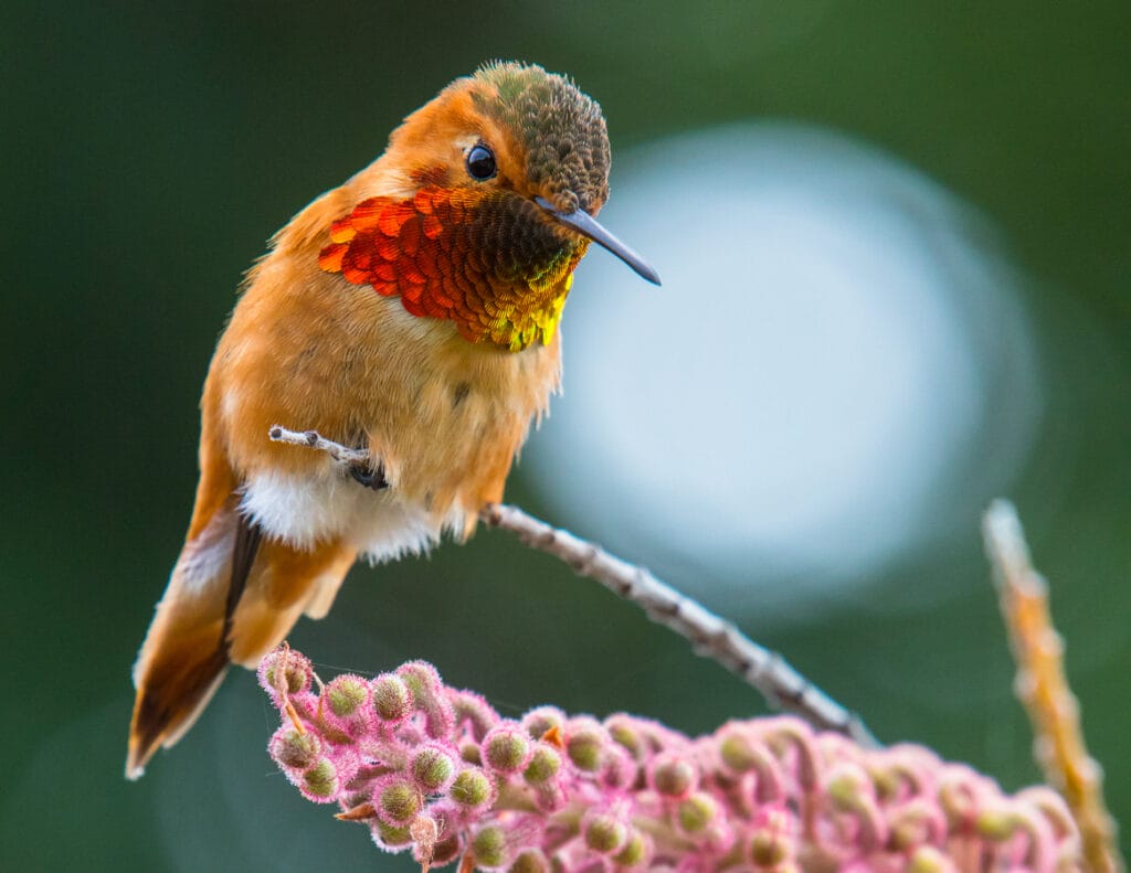 allens hummingbird in illinois