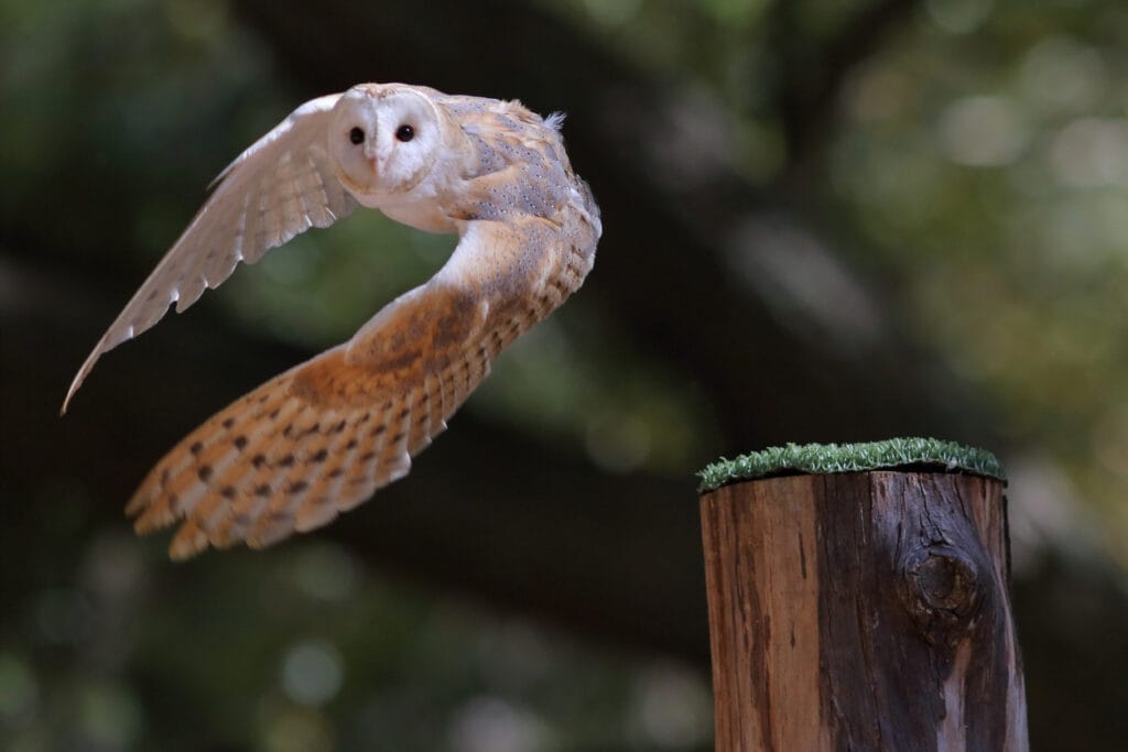 american barn owl flying