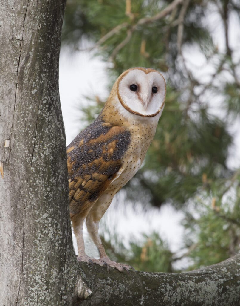 american barn owl in a tree