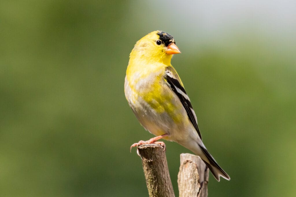 american goldfinch on branch