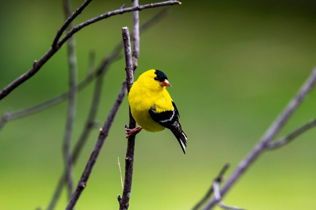 american goldfinch perched
