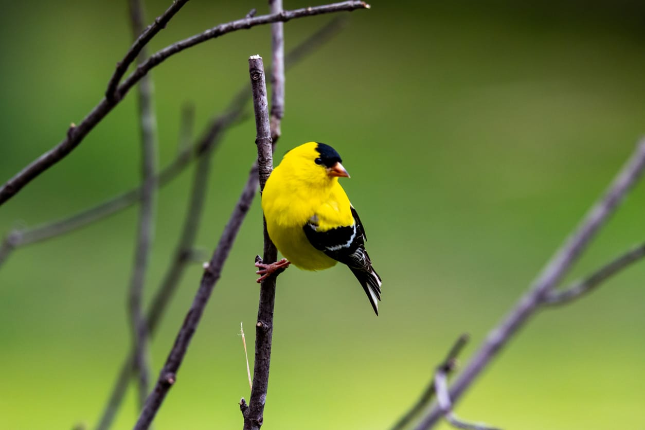 Birds Of Colorado Top 11 With Pictures American Goldfinch Perched