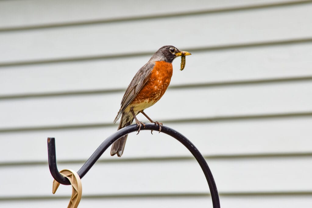 robin with orange chest