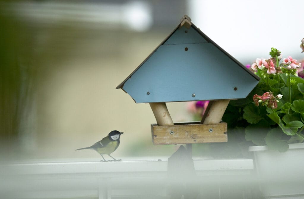 attracting birds to your balcony