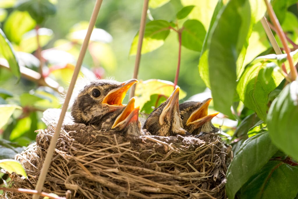 baby robins in a nest