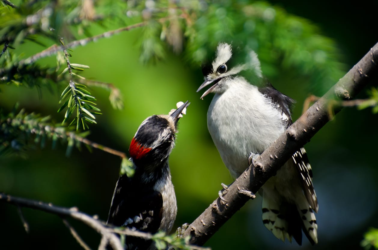 backyard birds of Colorado