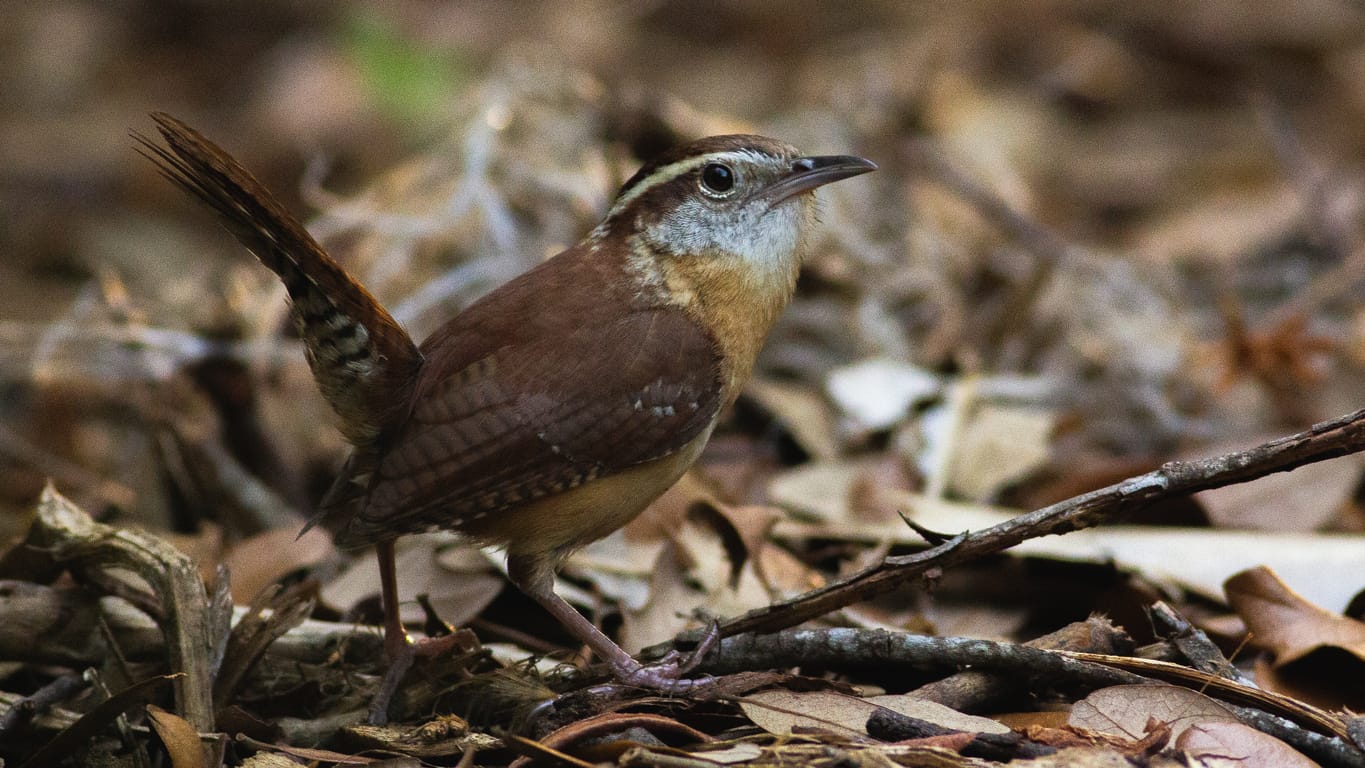 backyard birds of Georgia